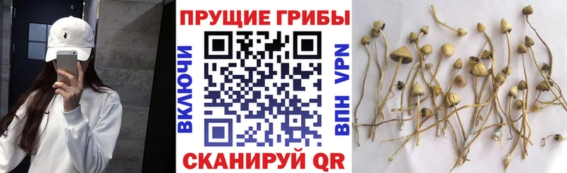 купить  сайты  Белоярский  Псилоцибиновые грибы прущие грибы 